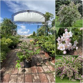 Дейція гібридна (Deutzia hybrida) "Pink pom-pom"/Н 80-120 см/контейнер С5 L Дейція гібридна (Deutzia hybrida) "Pink pom-pom"/Н 80-120 см/контейнер С5 L