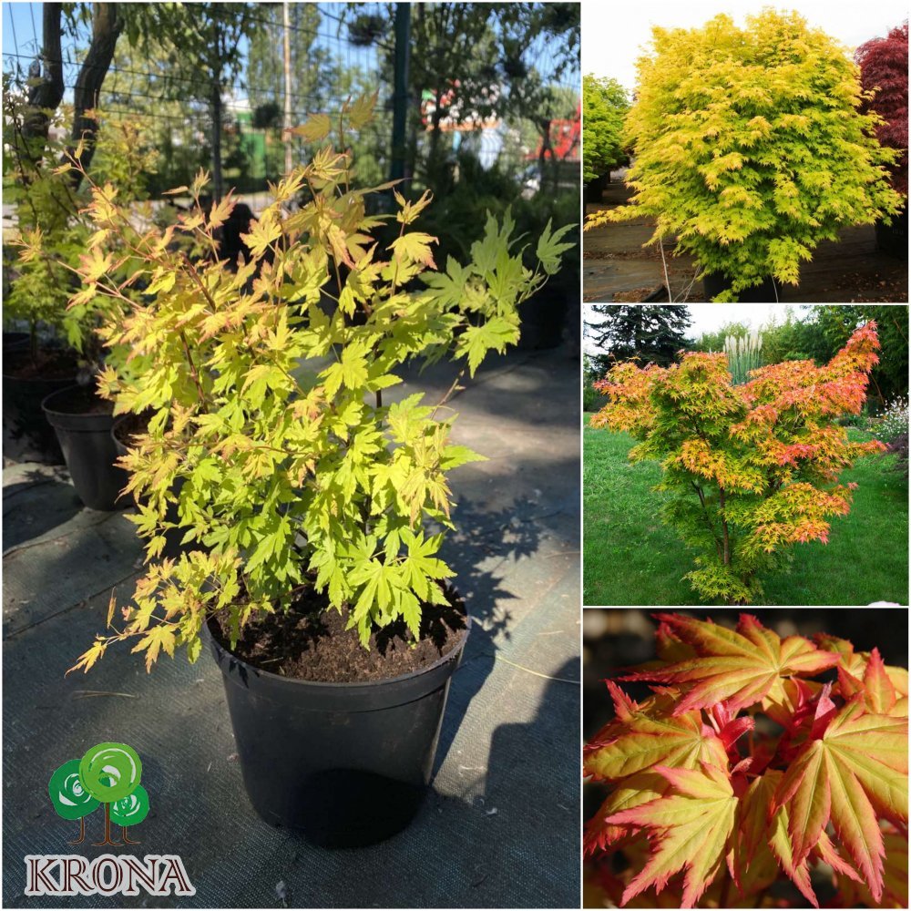 Саджанці купити Клен пальмовий (Acer palmatum) "Orange Dream" / H 120-150 см / контейнер C20 L