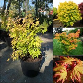 Клен пальмовий (Acer palmatum) "Orange Dream" / H 120-150 см / контейнер C20 L
