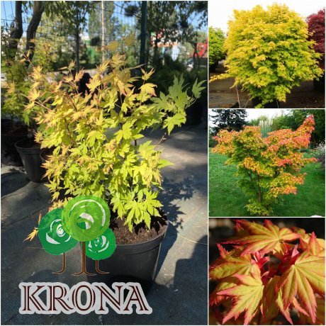 Саджанці купити Клен пальмовий (Acer palmatum) "Orange Dream" / H 120-150 см / контейнер C20 L