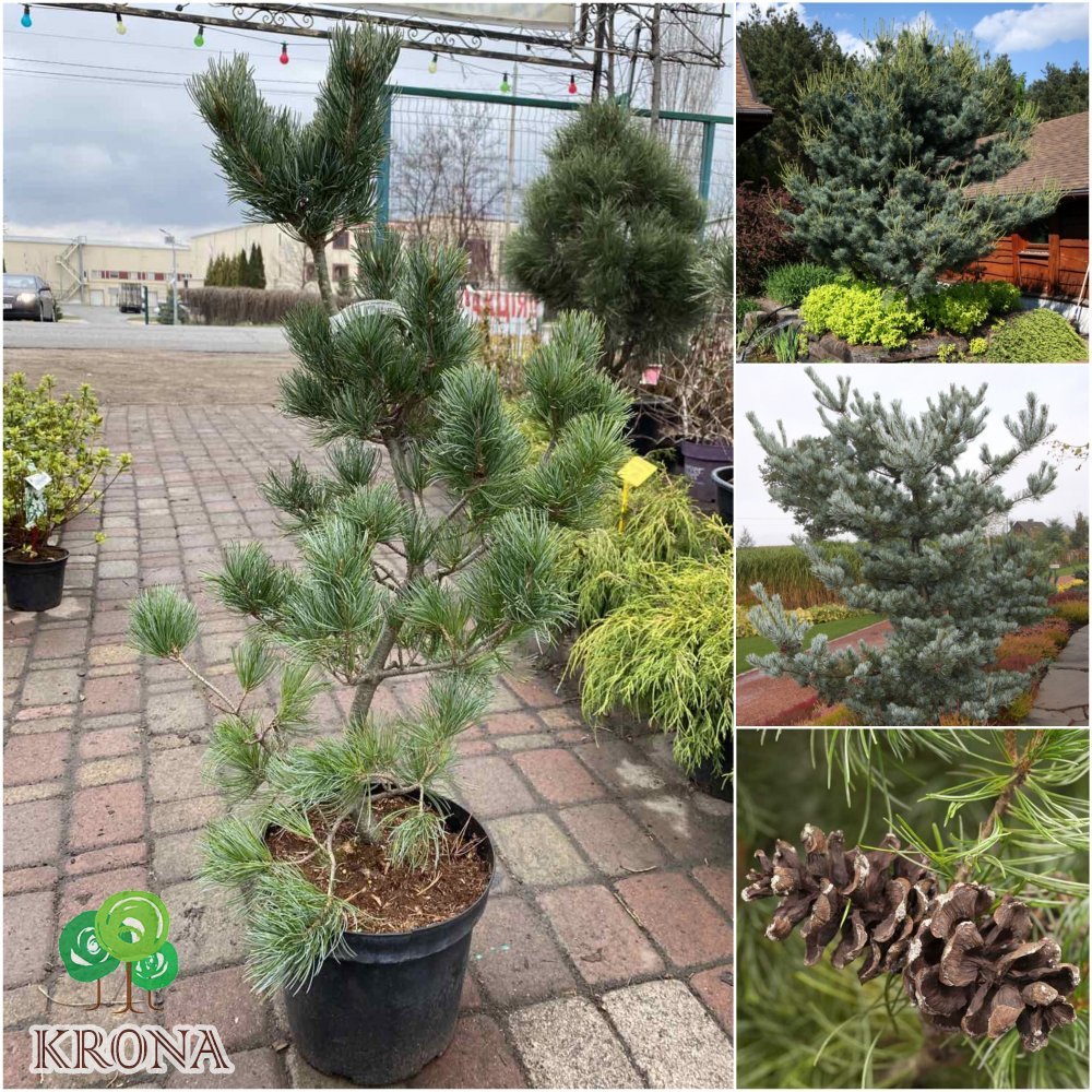 Саджанці купити Сосна дрібноквіткова (Pinus parviflora) "Tempelhof"/Н 120-140 см/контейнер