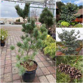 Сосна дрібноквіткова (Pinus parviflora) "Tempelhof"/Н 120-140 см/контейнер