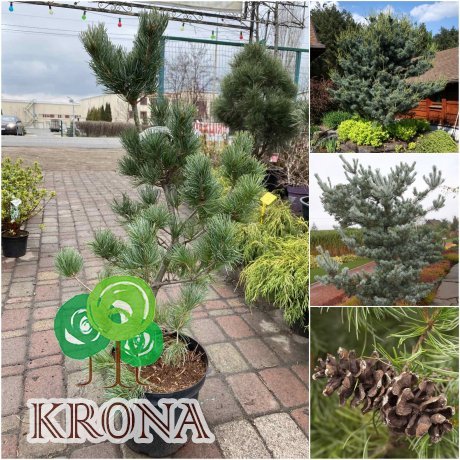 Саджанці купити Сосна дрібноквіткова (Pinus parviflora) "Tempelhof"/Н 120-140 см/контейнер