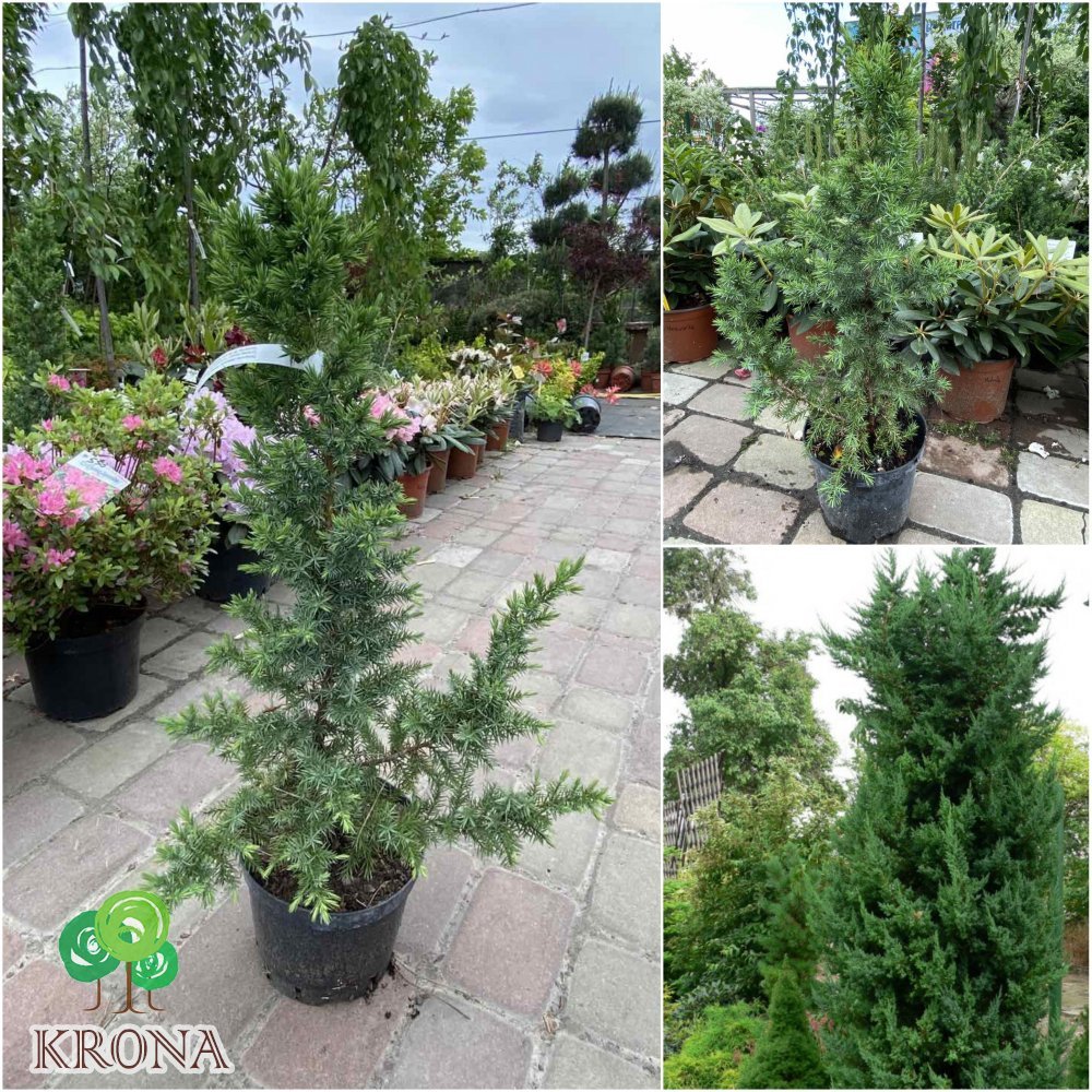 Саджанці купити Ялівець китайський (Juniperus chinensis) "Monarch" /Н 100-130 см/контейнер С12-15 L
