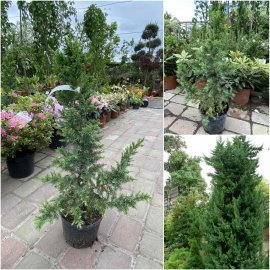 Ялівець китайський (Juniperus chinensis) "Monarch" /Н 100-130 см/контейнер С12-15 L