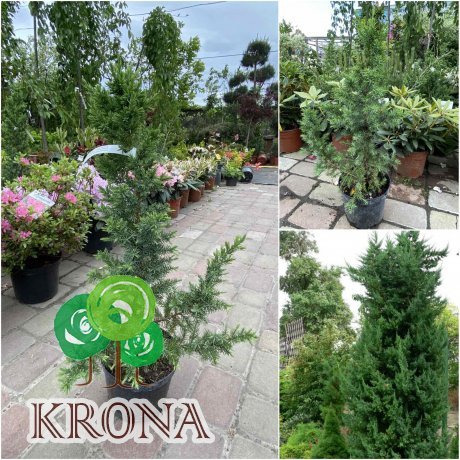 Саджанці купити Ялівець китайський (Juniperus chinensis) "Monarch" /Н 100-130 см/контейнер С12-15 L