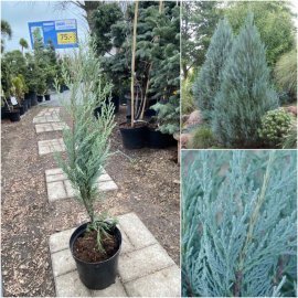Ялівець скельний (Juniperus scopulorum) "Moonglow" / Н 50-60 см/контейнер С 5L