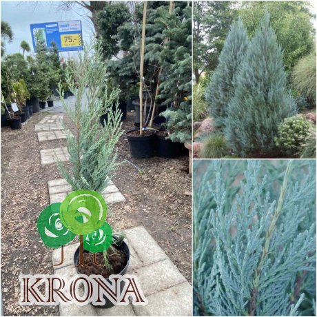 Саджанці купити Ялівець скельний (Juniperus scopulorum) "Moonglow" / Н 50-60 см/контейнер С 5L