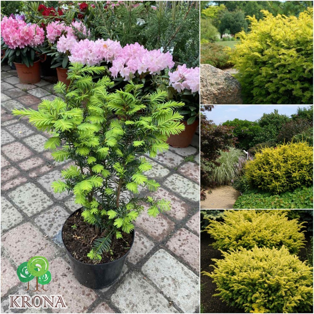 Саджанці купити Тис ягідний (Taxus baccata) "Summergold"/H 40-60 см/D 70-100 см/контейнер С  15 L