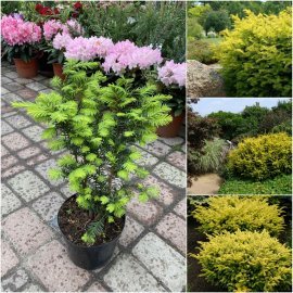 Тис ягідний (Taxus baccata) "Summergold"/H 40-60 см/D 70-100 см/контейнер С  15 L