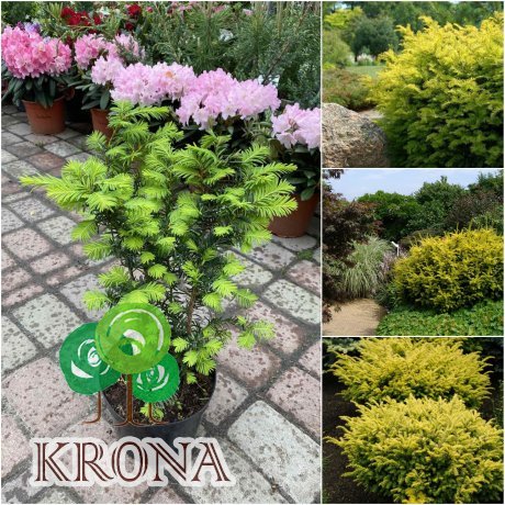 Саджанці купити Тис ягідний (Taxus baccata) "Summergold"/H 40-60 см/D 70-100 см/контейнер С  15 L