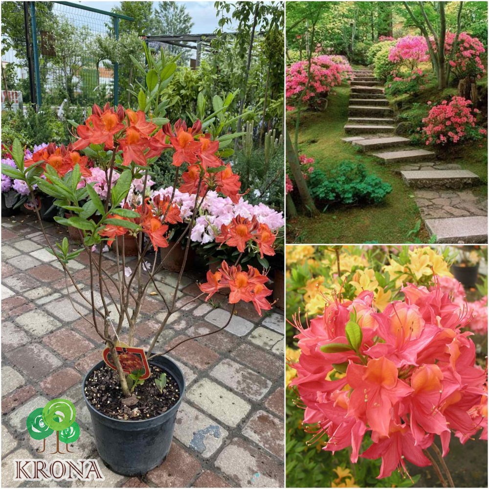 Саджанці купити Азалія великоквіткова (Rhododendron hybrid) "Tunis"/Н 60-70 см/контейнер С5 L