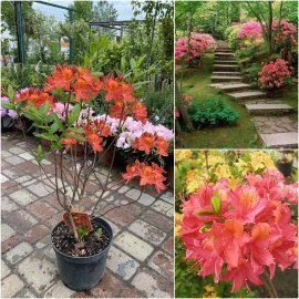Азалія великоквіткова (Rhododendron hybrid) "Tunis"/Н 60-70 см/контейнер С5 L