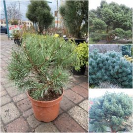 Сосна звичайна (Pinus sylvestris) "Chantry Blue" / H 40-60 см / контейнер С5 L