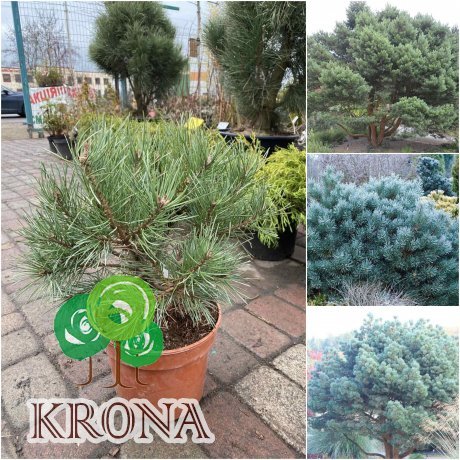Саджанці купити Сосна звичайна (Pinus sylvestris) "Chantry Blue" / H 40-60 см / контейнер С5 L