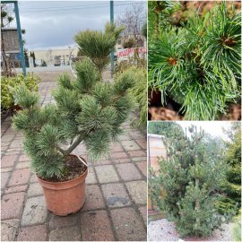 Сосна дрібноквіткова (Pinus parviflora) "Shizukagoten"/Н  80 см/контейнер C 25 L