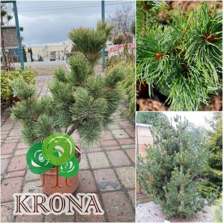 Саджанці купити Сосна дрібноквіткова (Pinus parviflora) "Shizukagoten"/Н  80 см/контейнер C 25 L