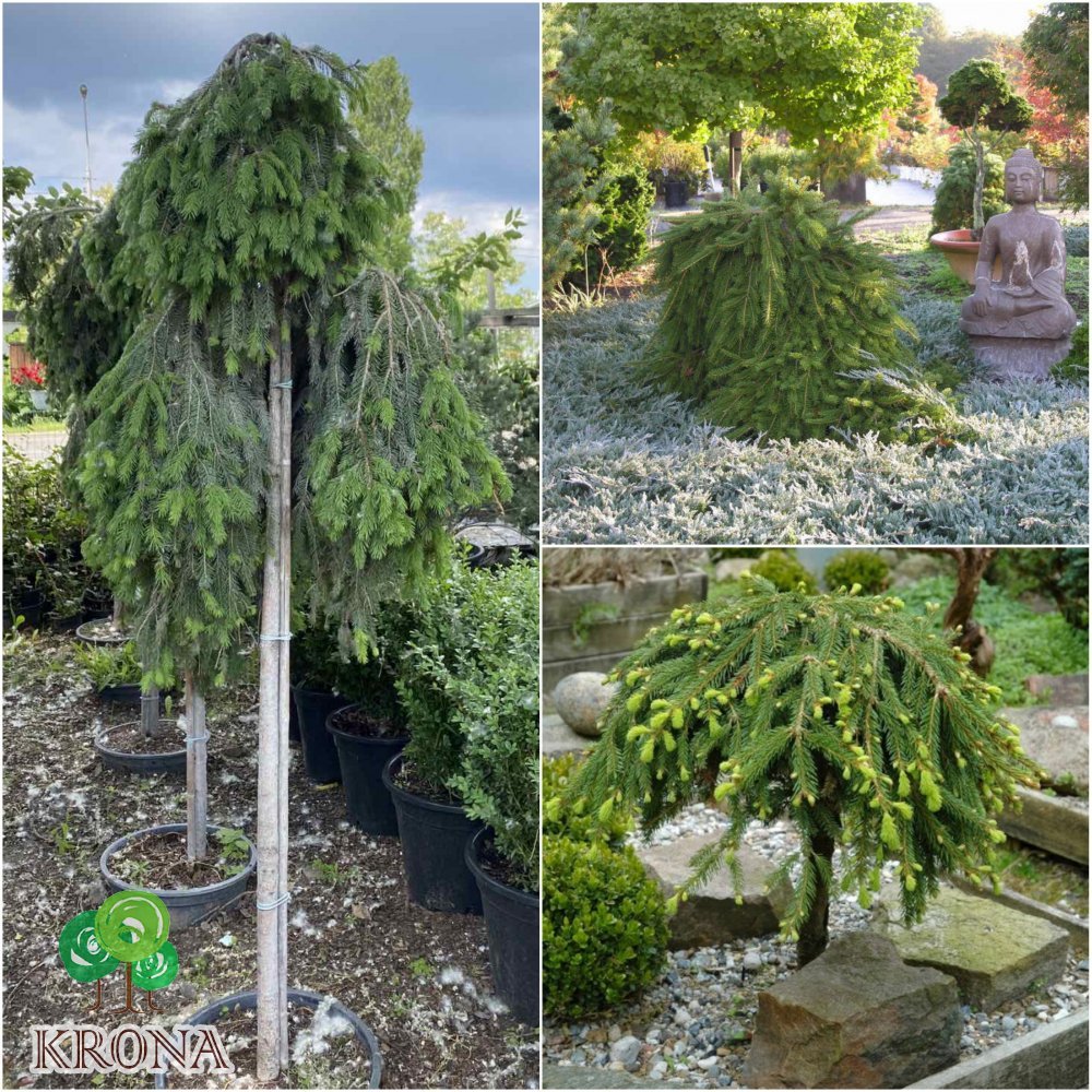 Саджанці купити Ялина звичайна (Picea abies) "Formanek" / Stam 100-120 см / контейнер С30 L