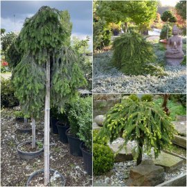 Ялина звичайна (Picea abies) "Formanek" / Stam 100-120 см / контейнер С30 L