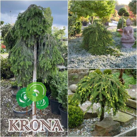 Саджанці купити Ялина звичайна (Picea abies) "Formanek" / Stam 100-120 см / контейнер С30 L