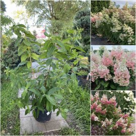 Гортензія волотиста  (Hydrangea paniculata) "Confetti"/Н 40-60 см/контейнер С5 L