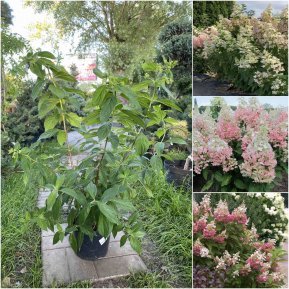 Гортензія волотиста  (Hydrangea paniculata) "Confetti"/Н 40-60 см/контейнер С5 L