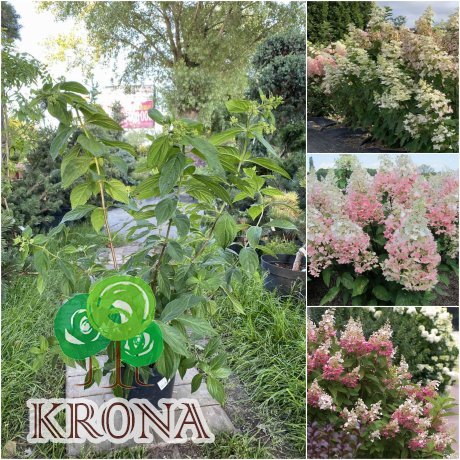 Саджанці купити Гортензія волотиста  (Hydrangea paniculata) "Confetti"/Н 40-60 см/контейнер С5 L