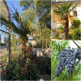 Трахікарпус Форчуна (Trachycarpus fortunei)/ японська віялова пальма/ Н 230-280 см/контейнер
