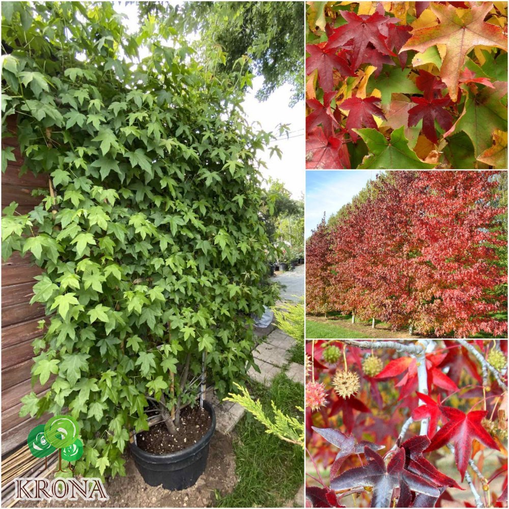 Саджанці купити Ліквідамбар смолоносний (Liquidambar styraciflua) шпалера / Н 200х120 см / контейнер 100 L