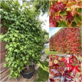 Ліквідамбар смолоносний (Liquidambar styraciflua) шпалера / Н 200х120 см / контейнер 100 L