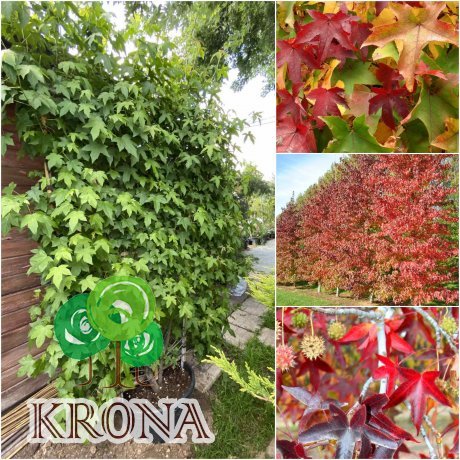 Саджанці купити Ліквідамбар смолоносний (Liquidambar styraciflua) шпалера / Н 200х120 см / контейнер 100 L