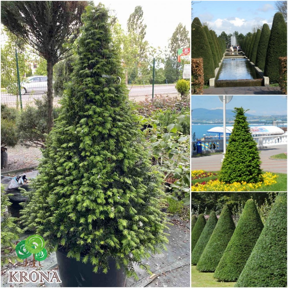 Саджанці купити Тис ягідний (Taxus baccata) топіар /конус/ H 130-140 см/контейнер С 80-100  L