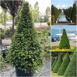 Тис ягідний (Taxus baccata) топіар /конус/ H 130-140 см/контейнер С 80-100  L