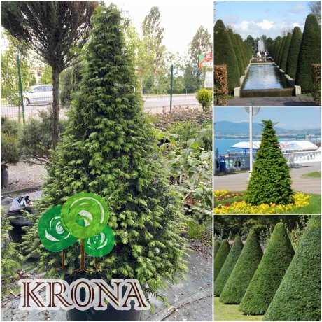 Саджанці купити Тис ягідний (Taxus baccata) топіар /конус/ H 130-140 см/контейнер С 80-100  L