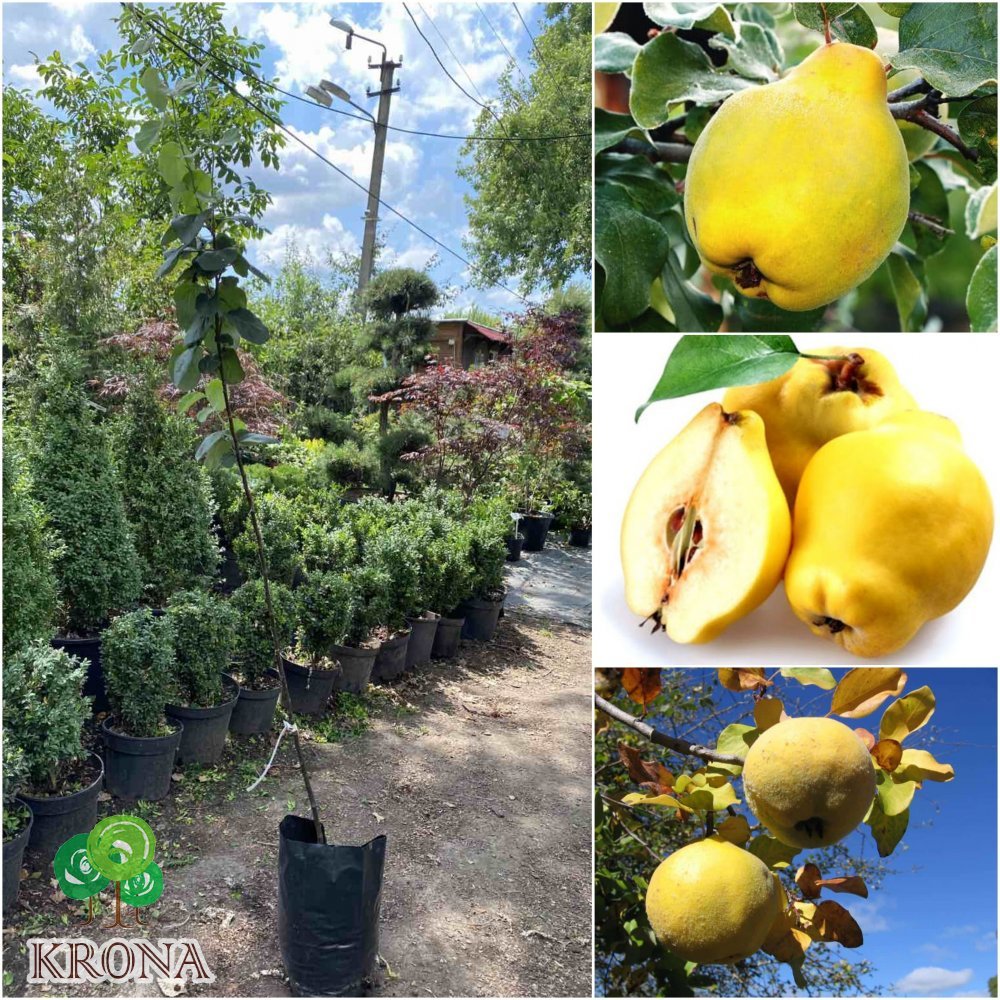 Саджанці купити Айва звичайна (Cydonia oblonga) "Кубанська врожайна" /2 роки/ контейнер