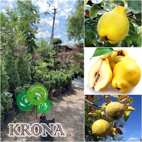 Саджанці купити Айва звичайна (Cydonia oblonga) "Кубанська врожайна" /2 роки/ контейнер