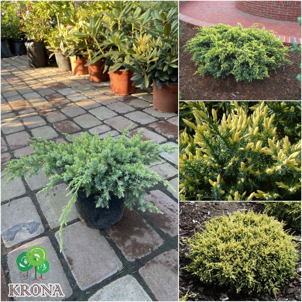Саджанці купити Ялівець лускатий (Juniperus squamata) "Dream Joy"/контейнер С3 L