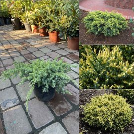 Ялівець лускатий (Juniperus squamata) "Dream Joy"/контейнер С3 L