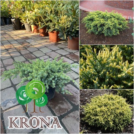 Саджанці купити Ялівець лускатий (Juniperus squamata) "Dream Joy"/контейнер С3 L