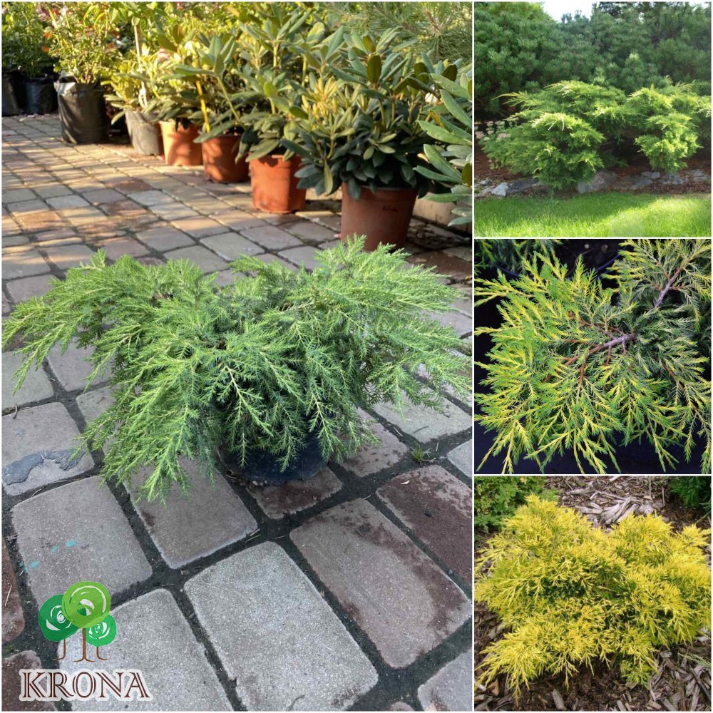 Саджанці купити Ялівець середній (Juniperus media) "King of Spring" / контейнер C7.5 L