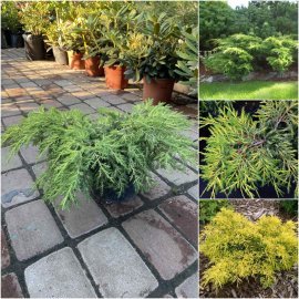 Ялівець середній (Juniperus media) "King of Spring" / контейнер C7.5 L