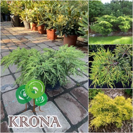Саджанці купити Ялівець середній (Juniperus media) "King of Spring" / контейнер C7.5 L