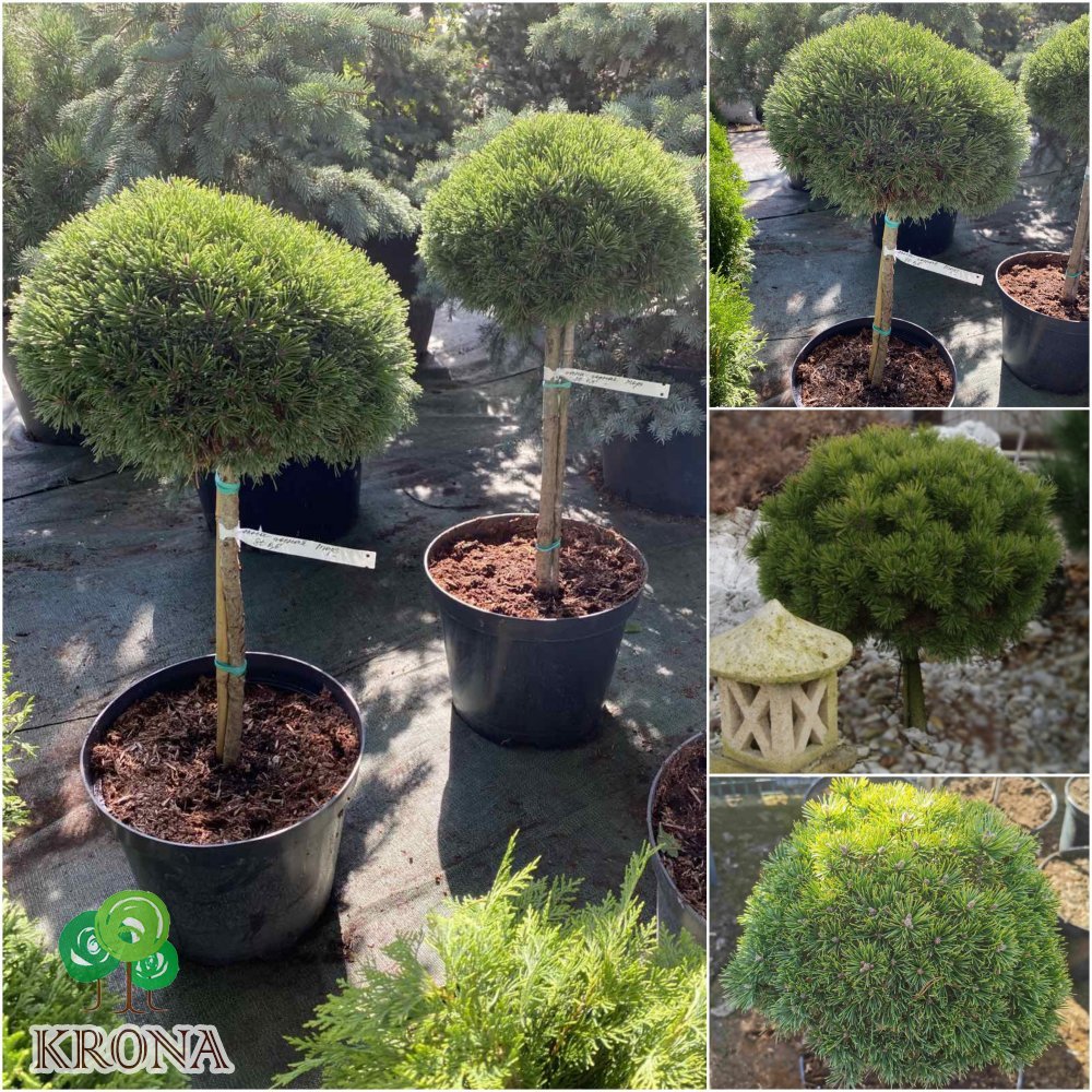 Саджанці купити Сосна гірська (Pinus mugo) "Mops"/Stam 40-60 см/контейнер С15
