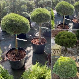 Сосна гірська (Pinus mugo) "Mops"/Stam 40-60 см/контейнер С15