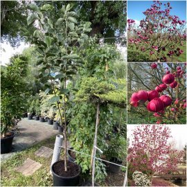 Магнолія (Magnolia) "Black Tulip" /Н 250 см/ контейнер C12 L