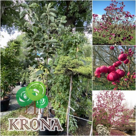 Саджанці купити Магнолія (Magnolia) "Black Tulip" /Н 250 см/ контейнер C12 L