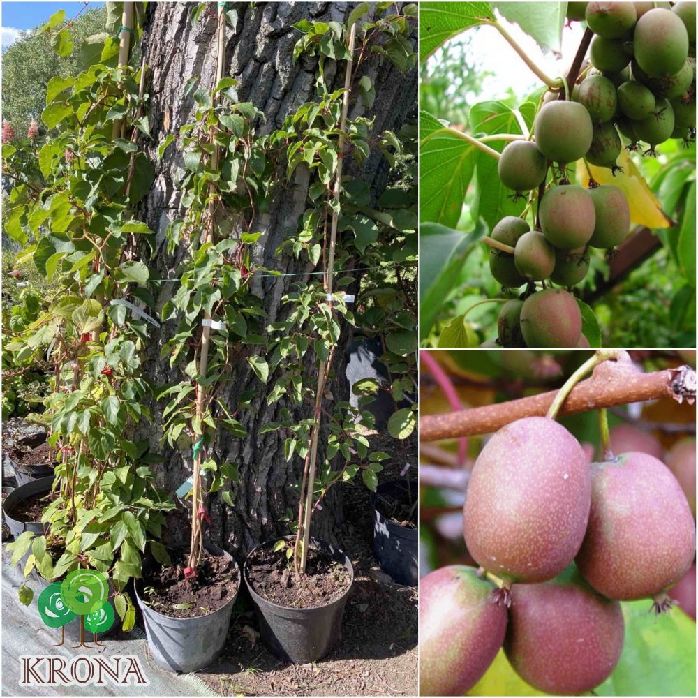 Саджанці купити Актінідія коломікта (Actinidia kolomikta) "Zakarpacie"/ контейнер С7.5 L