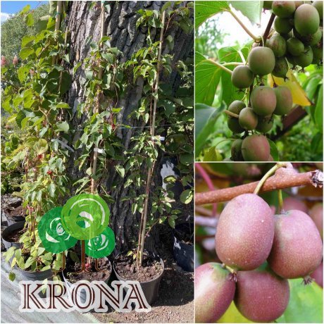 Саджанці купити Актінідія коломікта (Actinidia kolomikta) "Zakarpacie"/ контейнер С7.5 L