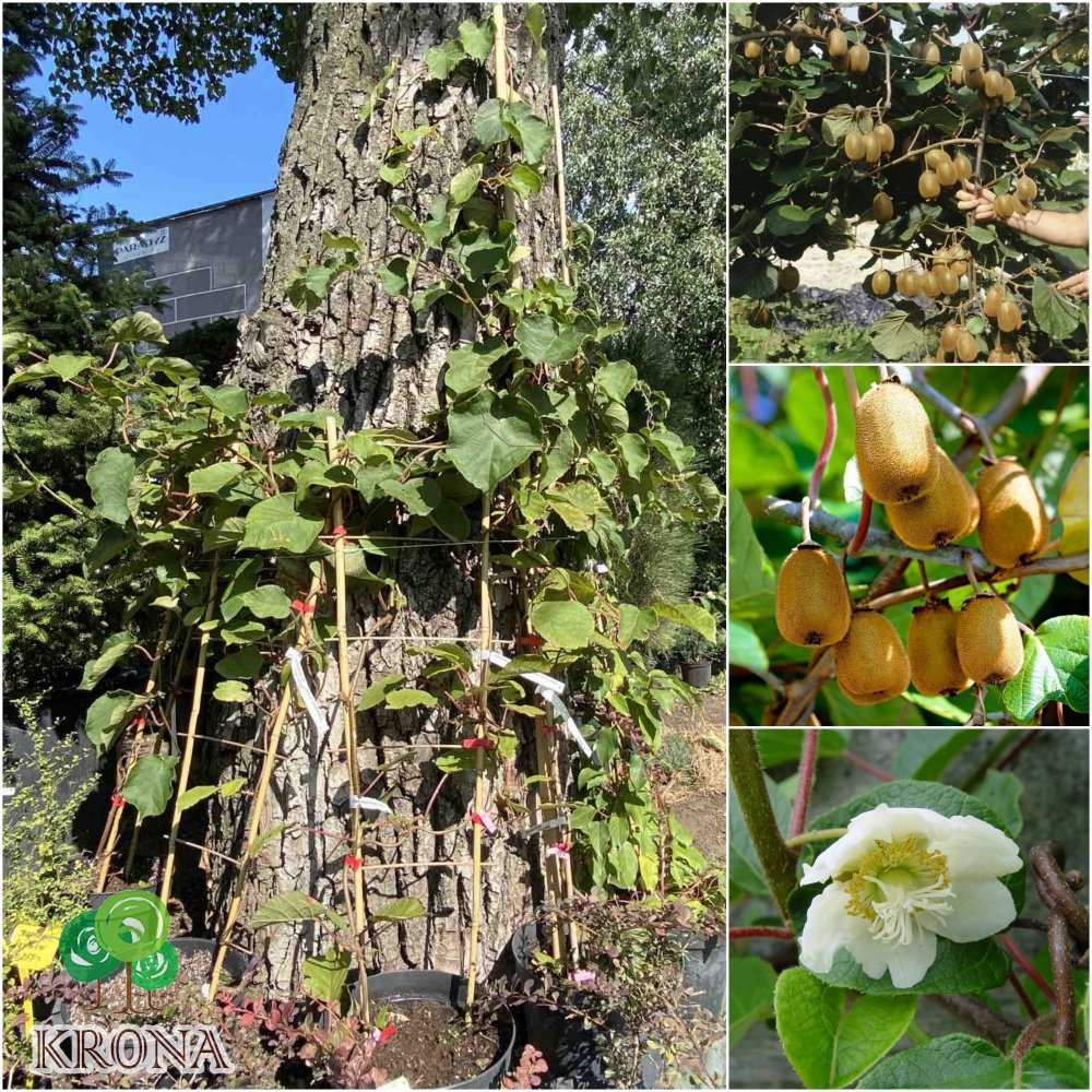 Саджанці купити Ківі / актинідія делікатесна (Actinidia deliciosa) "Hayward" жіноча/контейнер С7.5 L