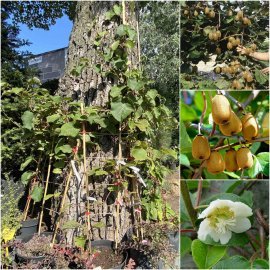 Ківі / актинідія делікатесна (Actinidia deliciosa) "Hayward" жіноча/контейнер С7.5 L